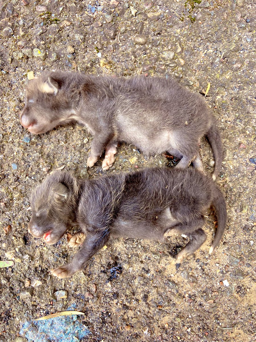 DingoResearch's tweet image. Two less red #foxes for next year. Vixen’s den selection (under a shearing shed) wasn’t as good as it could have been.
