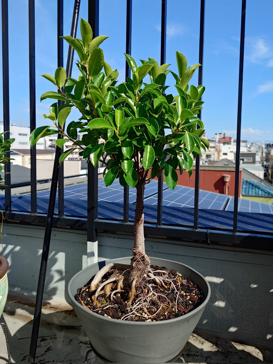 ガジュマル　ぴーすけ じーすけ on X