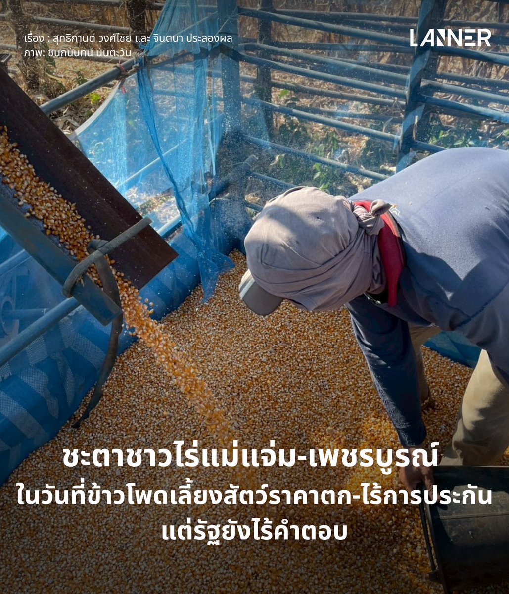 ข้าวโพดเลี้ยงสัตว์ถือเป็นพืชเศรษฐกิจสำคัญของประเทศไทย โดยเฉพาะในพื้นที่สูงของภาคเหนือ เช่น อำเภอแม่แจ่ม จังหวัดเชียงใหม่ ที่เกษตรกรปลูกข้าวโพดเพื่อขายเมล็ดให้พ่อค้าคนกลางหรือโรงงานอาหารสัตว์ทั่วประเทศ ข้อมูลจาก Rocket Media Lab ระบุว่า ปี 2567