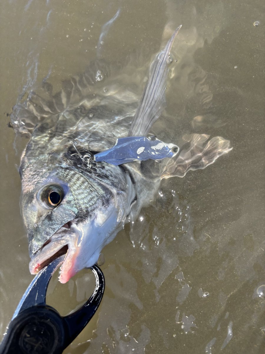 トッティ - Search / X