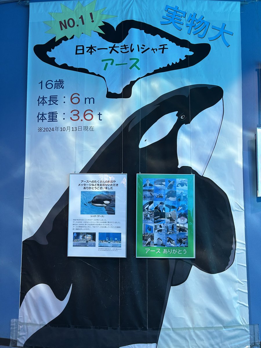 希少品 第十二次南鯨出漁記念 鯨髭 壁掛け (匿名配送) 鯨への旅 on X: 