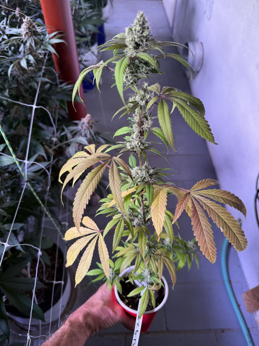 jmo22966085's tweet photo. Mexican Sativa X G-13 the two phonemes are absolute ass kickers, developed a nice juicy fruit smell Phenome A and Phenome  B ,  PH A is loud and jot bad for two solo cups of soil, pretty decent buds ! PGC https://t.co/Q4p7yHEs8T