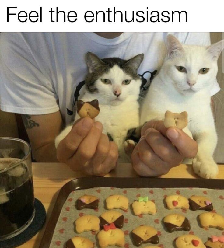 Posts Of Cats (@postsofcats) on Twitter photo 