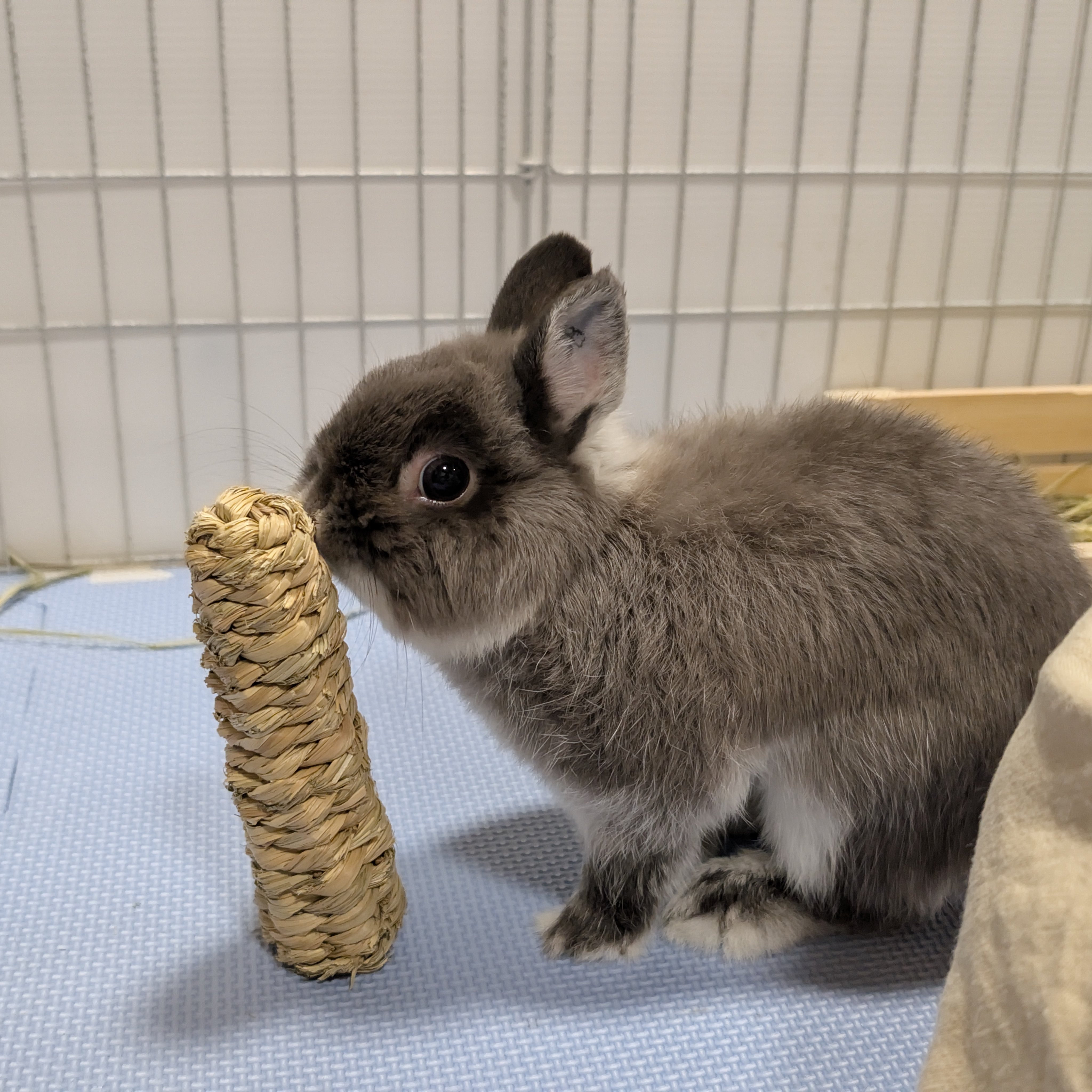 うさぎのアッシュ on X: 