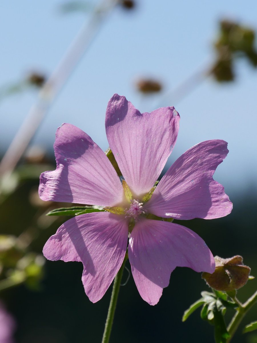 Guten Morgen liebe X-Family am #FlowersOnFriday. Ich wünsche euch einen angenehmen Freitag und einen guten Start ins Wochenende ☕🌄🍀🤗🙏🏻🙋🏼‍♂️❣️