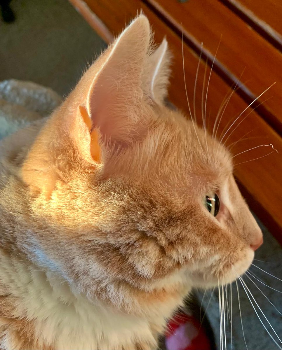 BAROMÈTRE LULU :
Profil de médaille…
Bon vendredi !
AH.