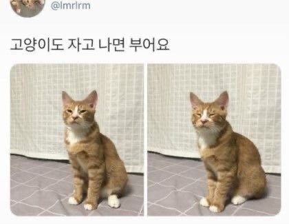 고양이도 부어요