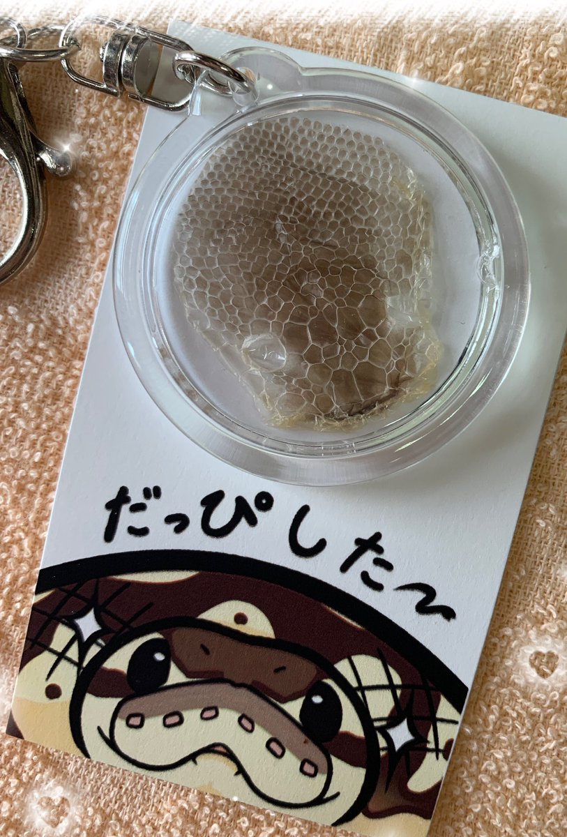 脱皮殻キーホルダー こんな感じ

表側には体の脱皮殻
裏にはお顔✨️

めっちゃ可愛いです💕

<a href="/mikke2022_9/">【New choice】11/23 インストアイベント</a> 様  制作

#ボールパイソン 
#ハンドメイド 
#脱皮殻