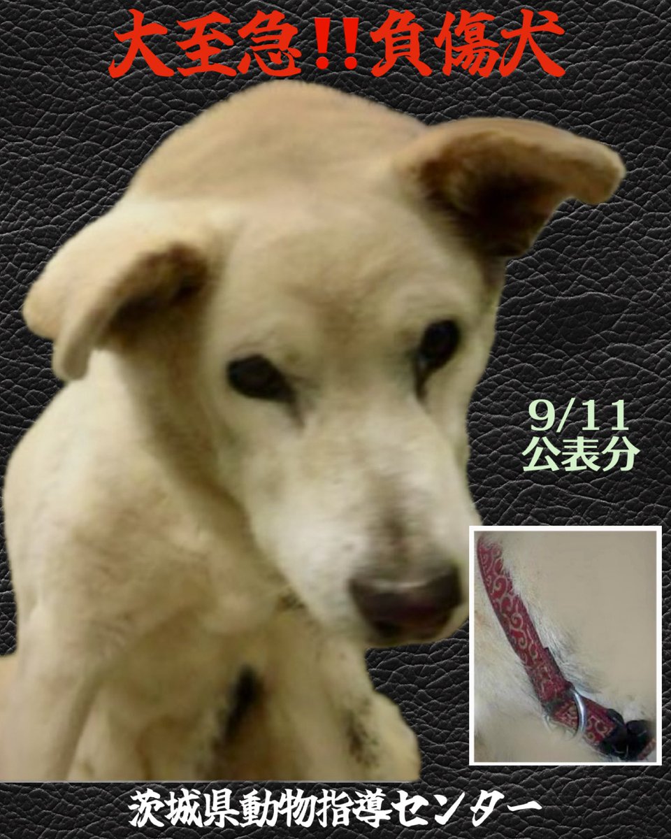 🆘大至急‼️負傷犬🆘
ボラ様談
飼い主さん 探してください
又飼い犬の負傷です
なんで逃すのかなほんと毎日々⁉️

お迎えに繋がりますように
心当たりのある方は知らせてください🙇🏼‍♀️🙏🏻

🆘9/11茨城県動物指導センター 
🚨公表期限9月24日
🔹 五霞町元栗橋で保護
🔹雑種.メス.中型
🔹 赤（唐草模様）