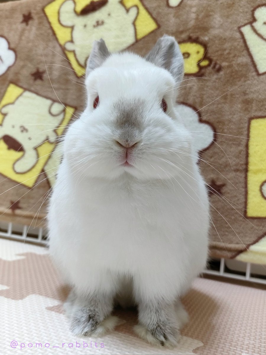 よく見ると立派なおひげ達が色んな方向に散らかってるꉂ🤣𐤔可愛い！