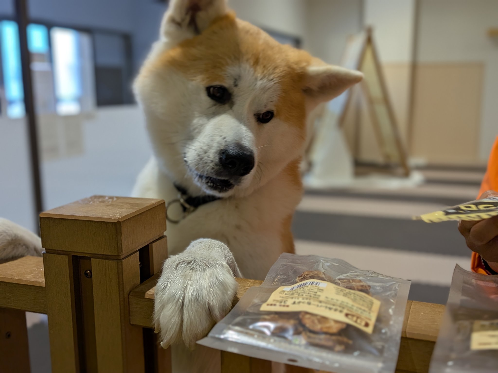 リサラーソン限定秋田犬Akitainu Lisalarsonハチ公hachi