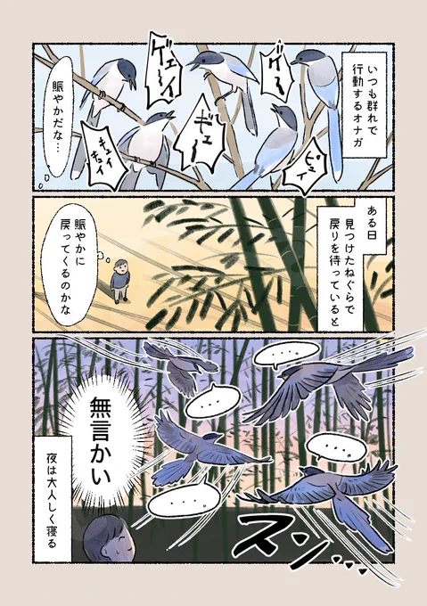 「あんなに賑やかなのに」 
眠る時にもみんなと一緒!静かに竹林に吸い込まれていきました。(寝る前に集合して鳴き交わしていることもあります) 