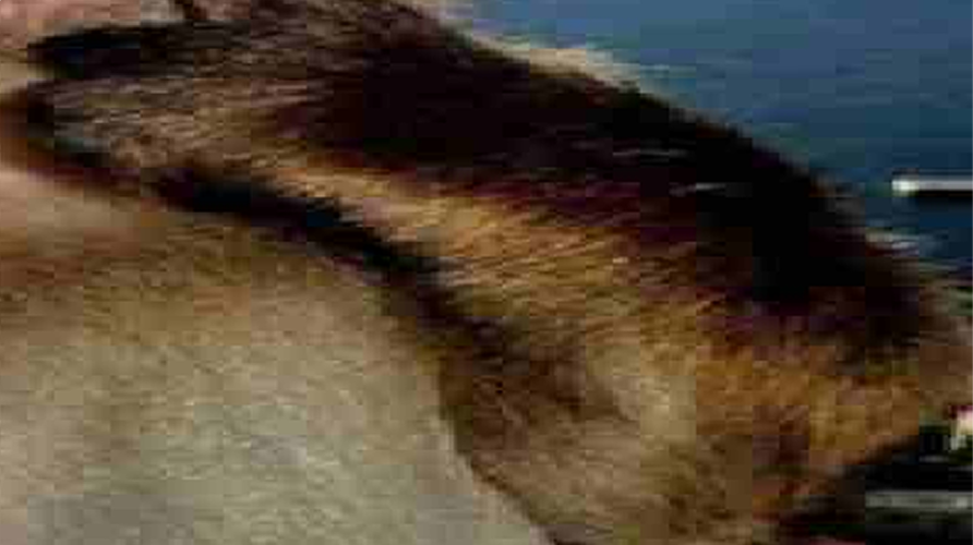 Foster ! ! 🥞 tweet media