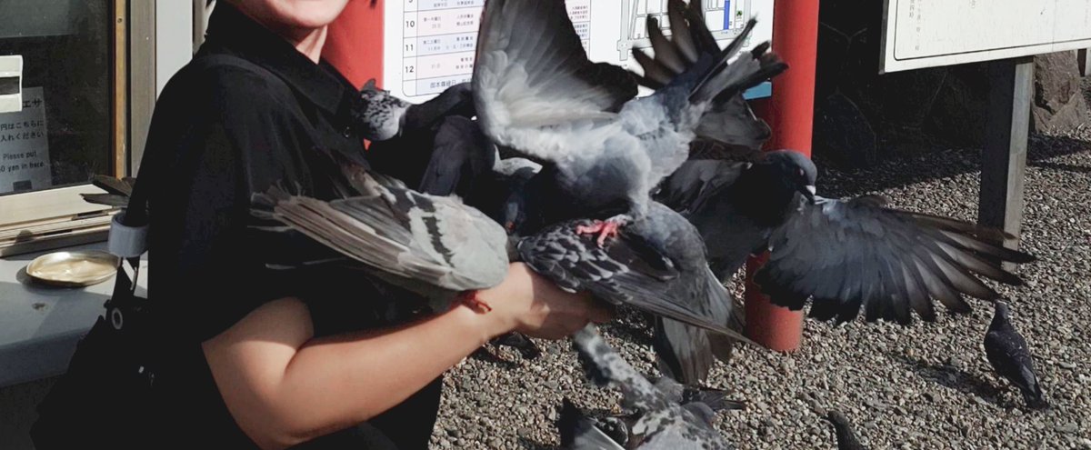 24onden's tweet photo. 50円(後ろで売ってるエサ代)で、ハトに遊んでもらってきた🐦
頭とか肩にも代わる代わる乗ってきてHAPPY
(※手元にはエサの皿を持っています) https://t.co/9W6qEvGOTu