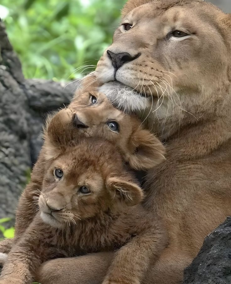 vivaneil1234's tweet image. 