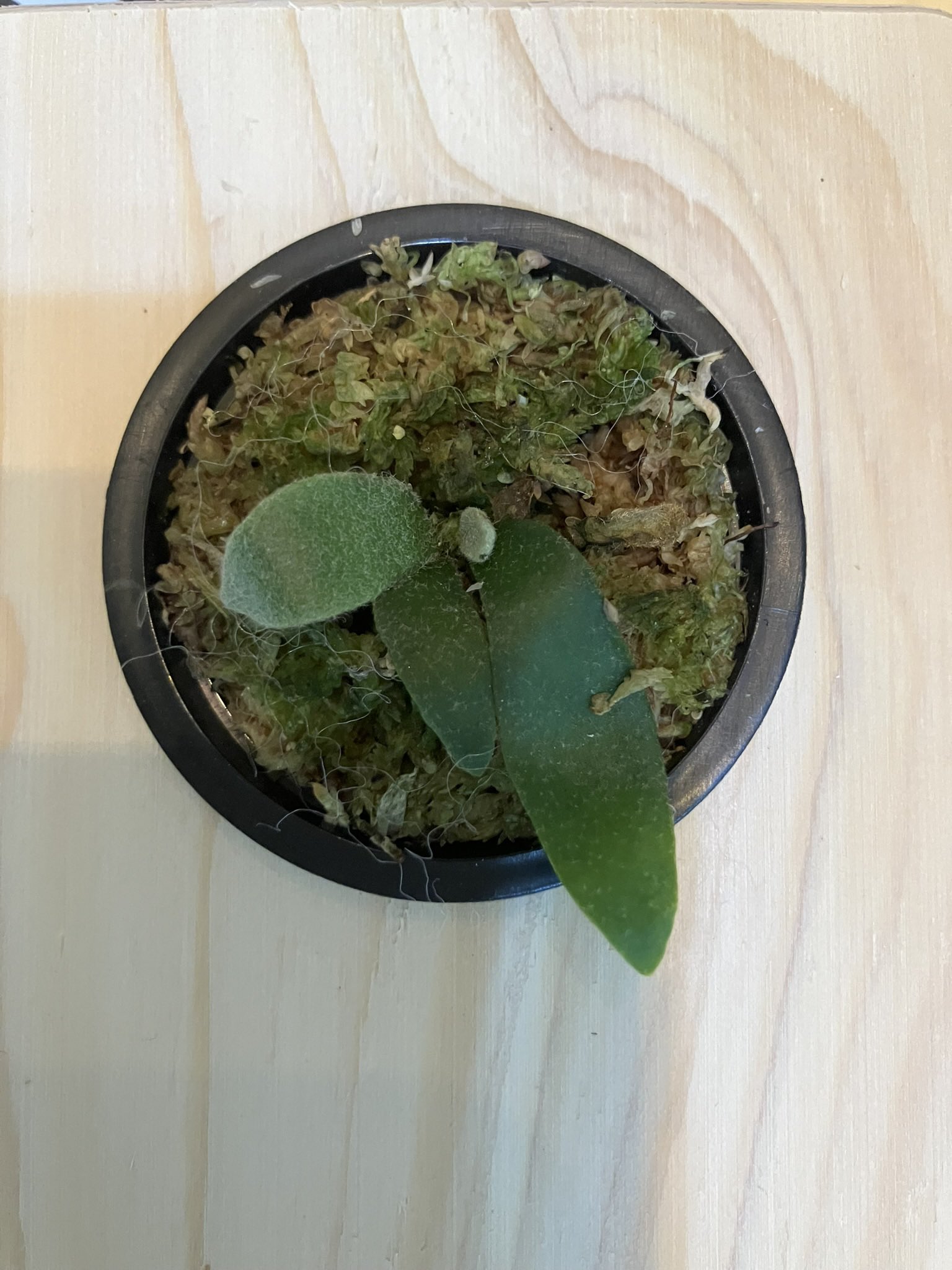 Nori / NPG(Nori Plants Garden) (@nori__plants) / X