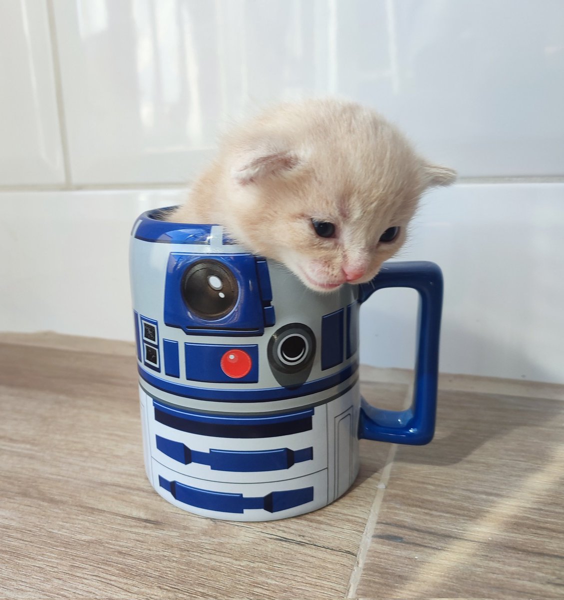 ¡Buenos días, rebonicos! ¿Café y gatitos?