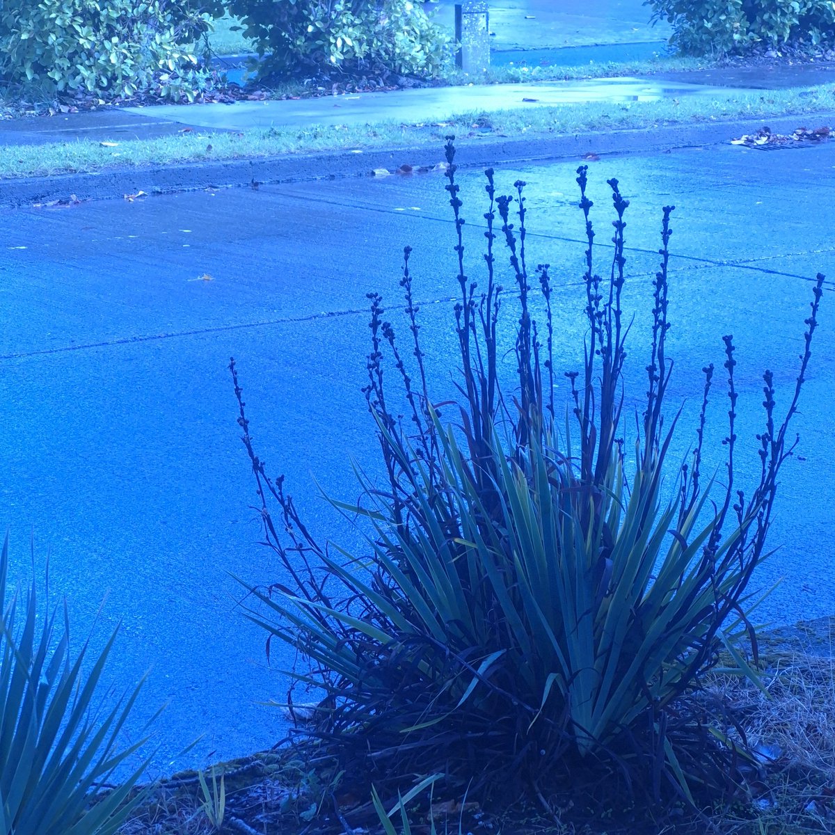 eva_joy1's tweet image. Still feeling blue...in the best way possible 😎💙 
#BlueMood #BlueVibes #OnRepeat