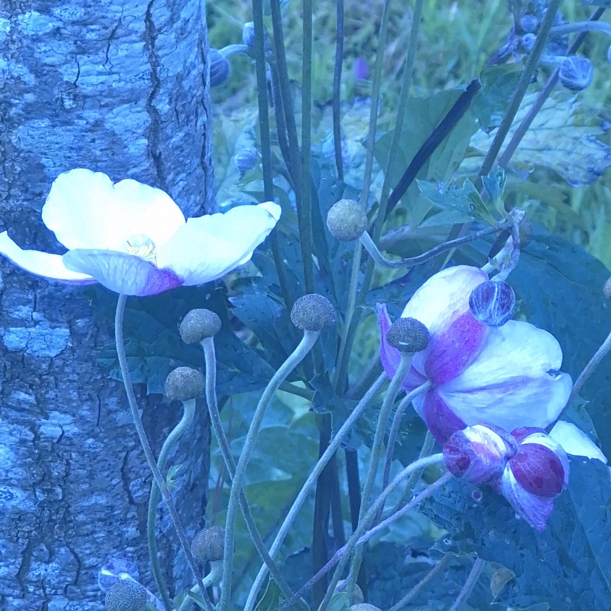 eva_joy1's tweet image. Still feeling blue...in the best way possible 😎💙 
#BlueMood #BlueVibes #OnRepeat