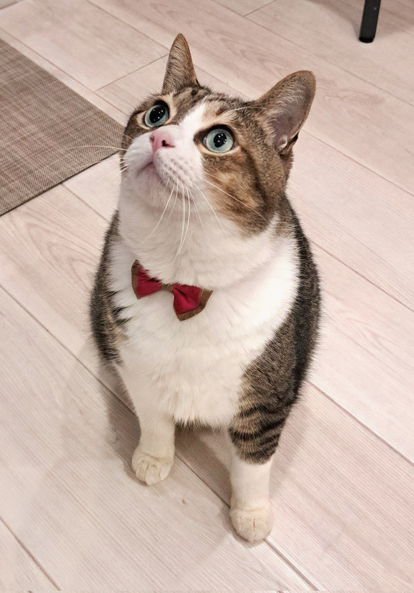 こねこ様♡ありがとうございます♡ ギフトシール メッセージシール ねこ 50枚（5シート）ありがとう