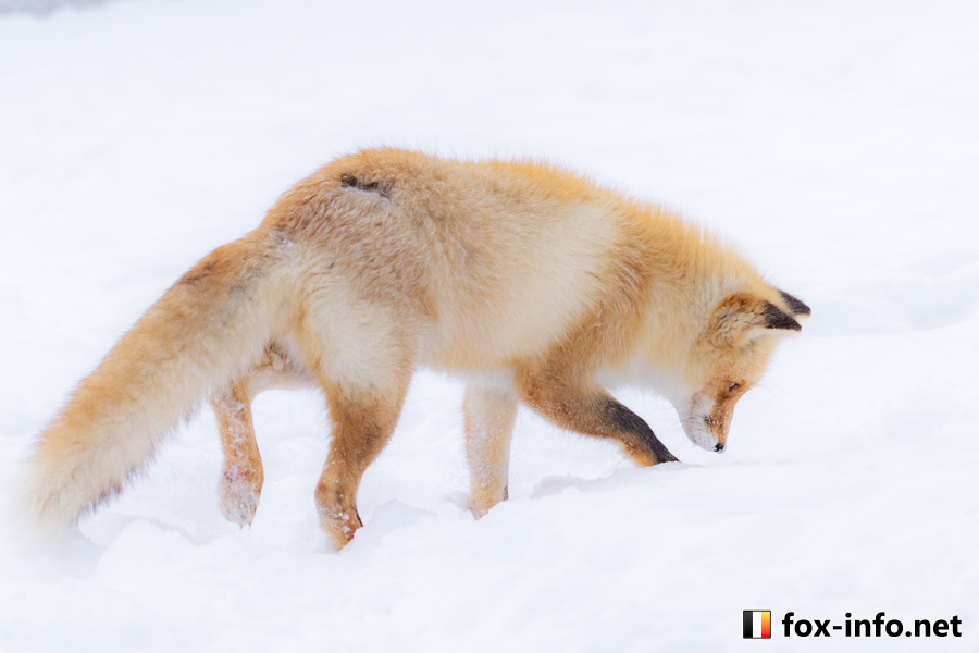 ここ掘れコンコン🦊
 #北きつね牧場 fox-info.net/fox-photo/arch…