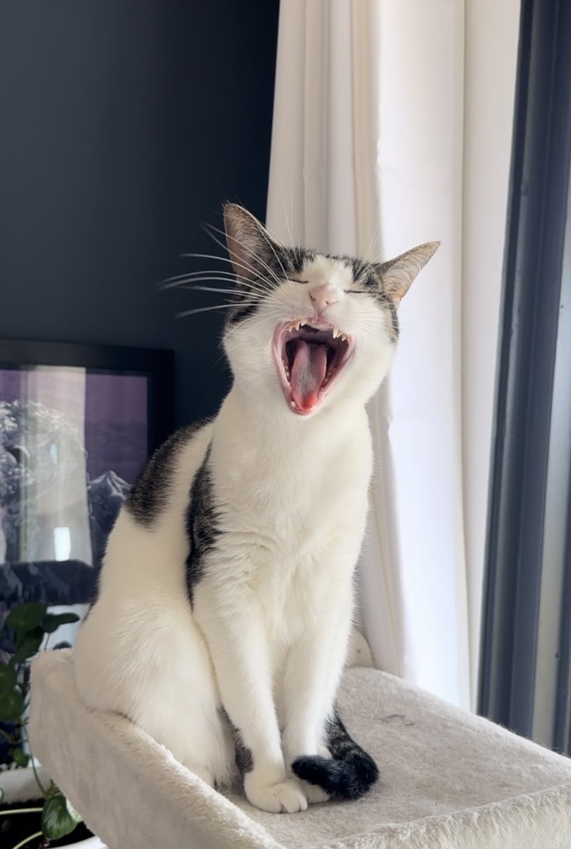 CrampCats's tweet photo. Good morning! https://t.co/Mntpjsvzdv