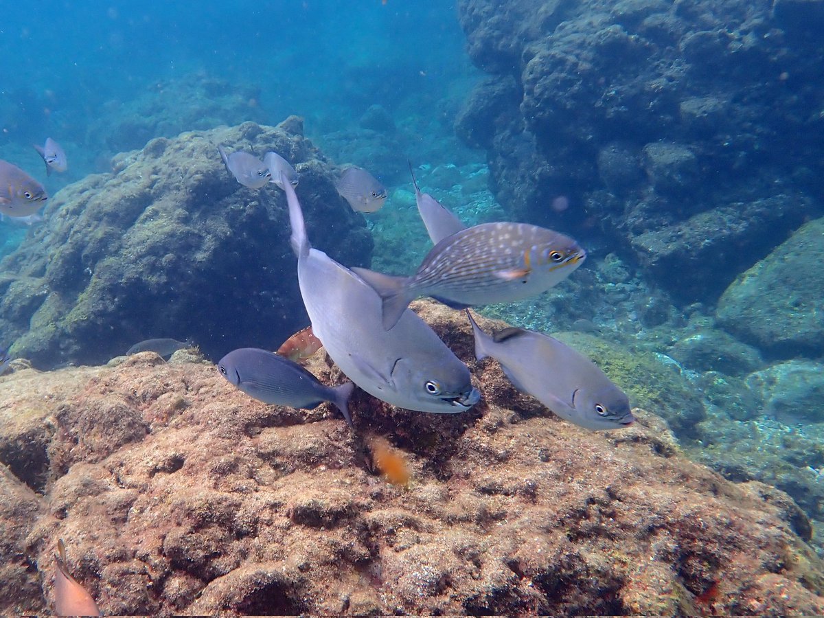 Hide98062336's tweet photo. 伊豆　ヒリゾ浜でシュノーケリング
浅瀬は餌付けされた魚が多く、何もなくても囲まれます…場所で差はありましたが、流れのある所はすごくきれいでした✨機敏な黄色い魚を初めて見て、あとで調べたらヤンセンニシキベラというお魚でした。 https://t.co/e6PHtnM7c8