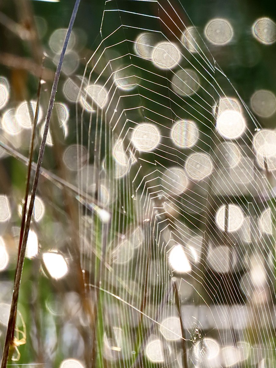 MiekePoiesz's tweet image. Bokeh-effect: onscherpe achtergrond in foto's, vaak met zachte lichtcirkels, voor focus op onderwerp. Tip: Ideaal om te doen met regendruppels ook! 
#Dag12 is het #Bokeh bij #Septemberweer een initiatief van @LisetteOpTexel