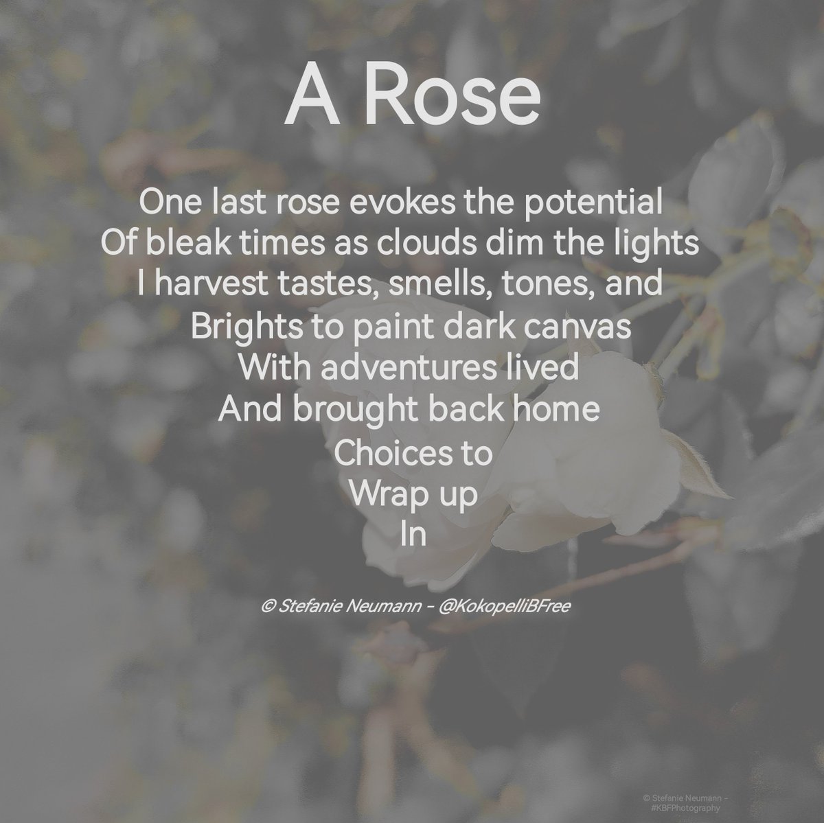 <a href="/DailyPicTheme2/">Daily Picture Theme</a> My contribution to:

#DailyPictureTheme #adventure
BSAS home
#BornBattleReady #choices
#vss365 #potential
#WordedArt #wrap
BSR dimlights
DailyHaikuPrompt (no haiku) harvest/rose
#WritingCommunity #poetry #nonet
#KBFPhotography #MobilePhonePhotography #Photography #RosesOnFriday