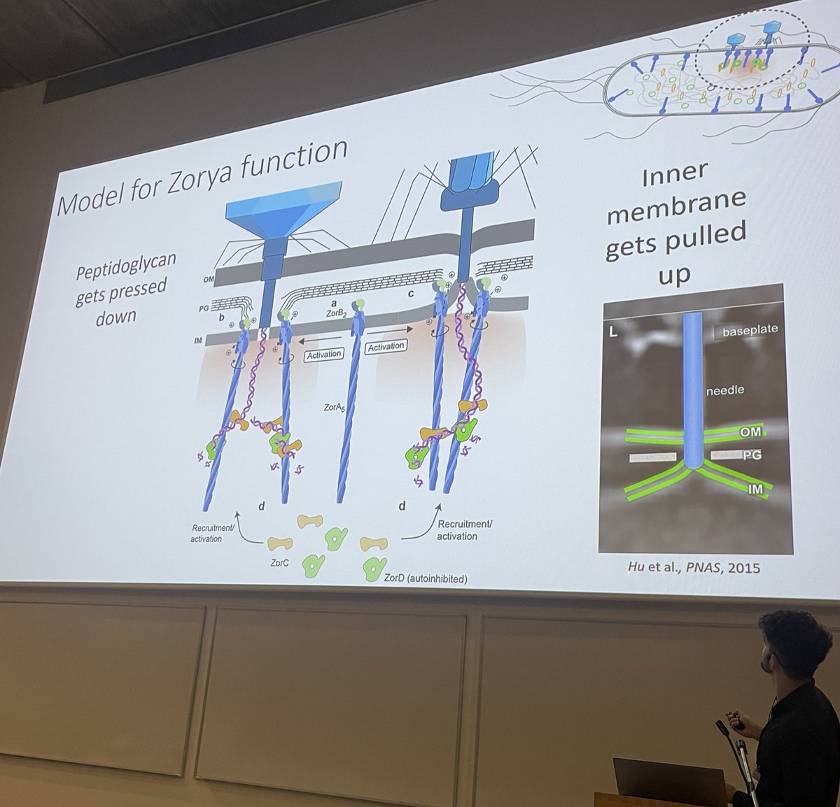 Next up Fundamental research in phage biology with Dr. Nicolas Taylor. 

Very cool work on Zorya anti-phage defense.