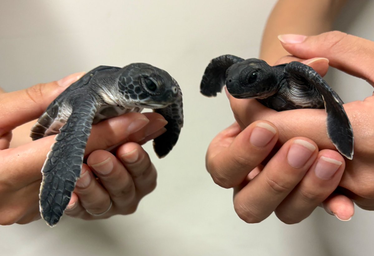 飼育スタッフと一緒に、アオウミガメの赤ちゃんたちが到着しました✨
明日9:10から、館内でお披露目会を開催いたします☺️
ぜひ会いに来てください💕