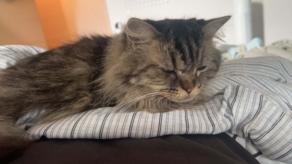 久々1日予定無い日
交互にゴロゴロ、甘々ちゃん🐈‍⬛🐈

 #ねこのいる生活 #保護猫 #保護猫と暮らす #元繁殖猫　#猫好きさんと繋がりたい　#ブリティッシュショートヘア