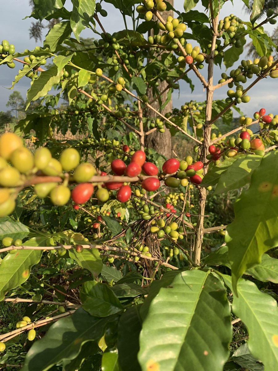 ElgonRoast's tweet photo. 🌱☕ From green to ruby red — the journey of Arabica coffee begins here. Each cherry tells a story of patience, care, and the rich soils of Uganda. #CoffeeCulture #Arabica #UgandaCoffee 🌍 https://t.co/ER4miOlHzs
