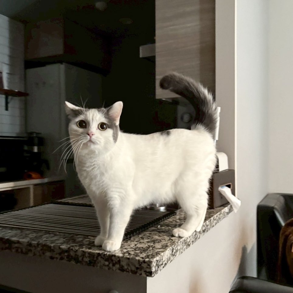 修正作品 プカプカ猫 【公式通販】