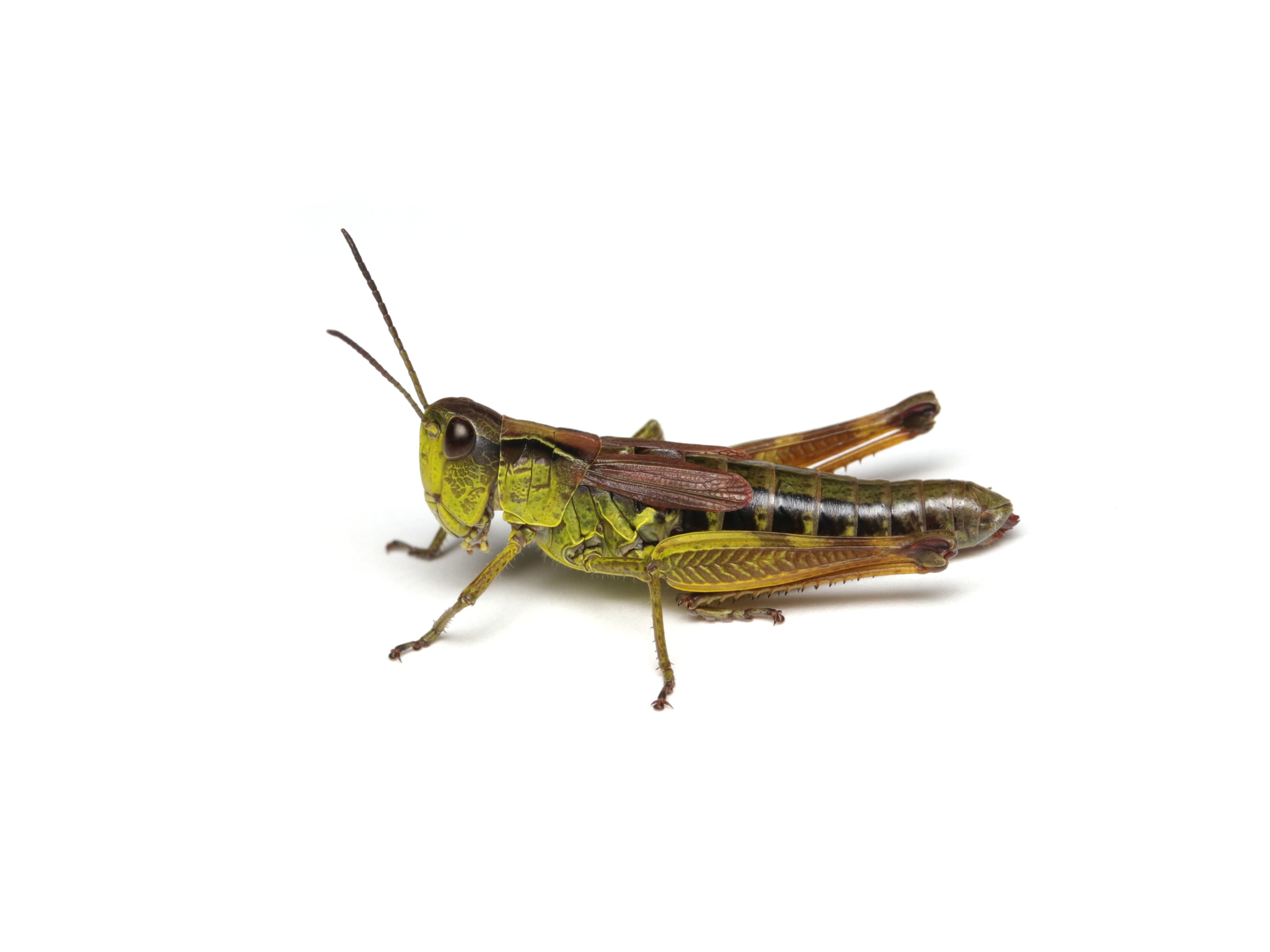 バッタ類化石　ブラジル産　昆虫 バッタ科その1