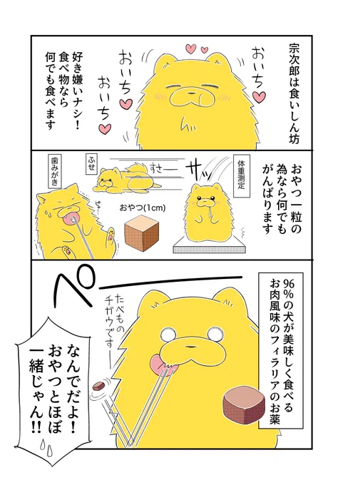 食いしん坊のポメラニアンが唯一食べない物
#宗次郎Jr 