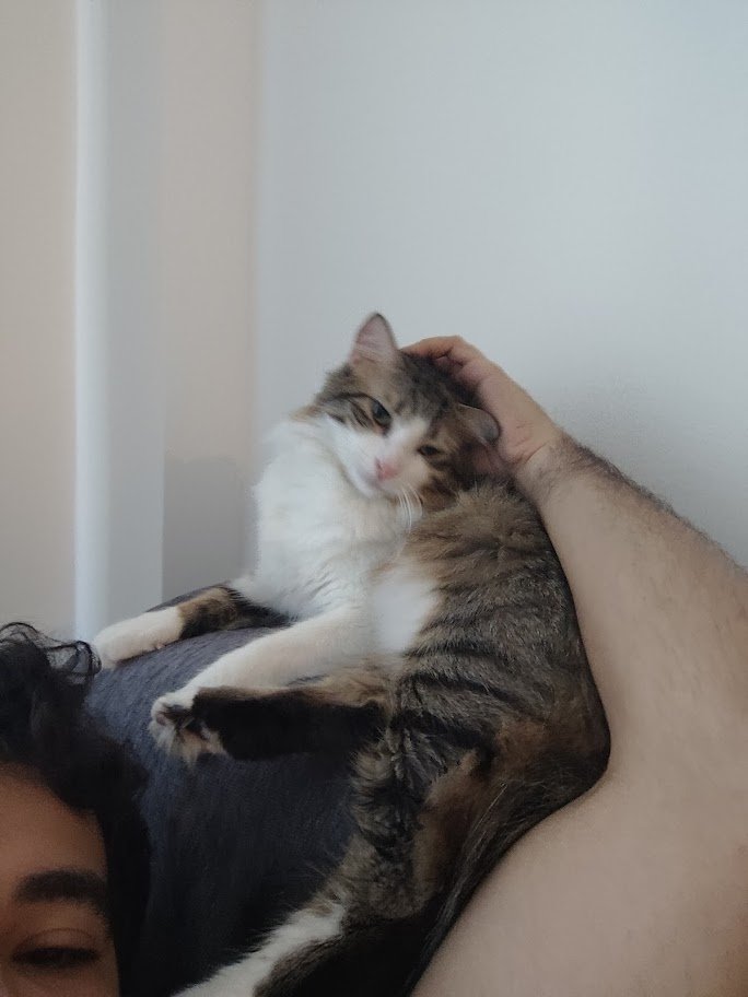 sopahero's tweet photo. 28 today. my wife gifted me a lego set. cats are cuddlemaxxing with me. im living peak life https://t.co/C4zcPvoEXO