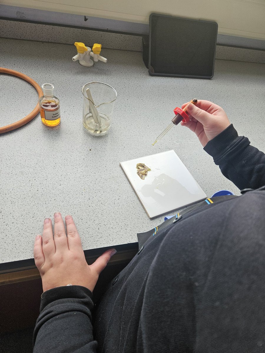 Springburn_sci's tweet image. 2.4 Science planned and carried out an experiment to test if a leaf had photosynthesised today.
Great teamwork, communication and problem solving skills on display!
@springburnacad
🌿🧪🥼