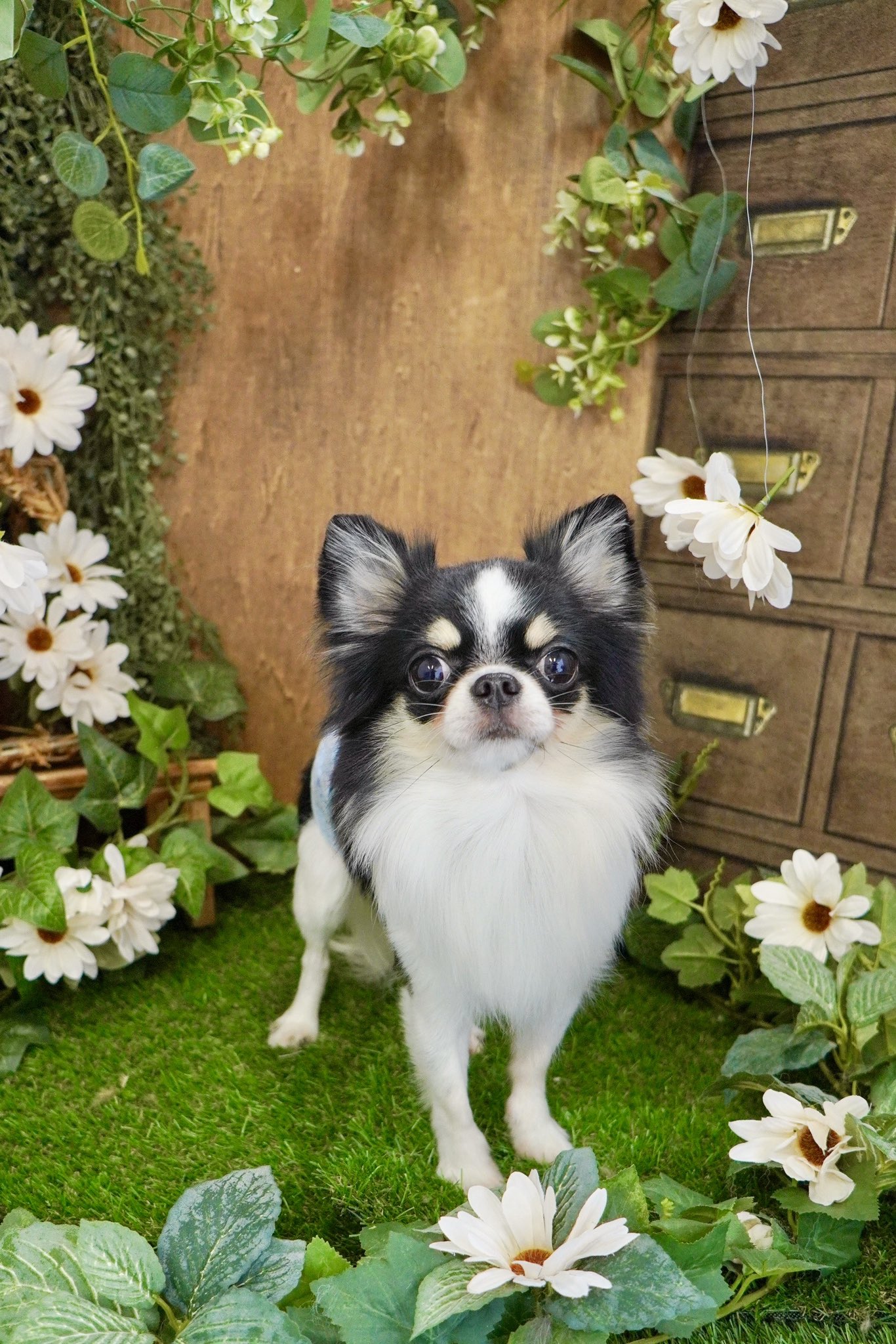 美しい古美術◼️蔵から可愛い犬のかなり雰囲気のある水差しが出て来ました、茶道具 あおもり犬の寂しげな表情に魅了されること間違いなし【青森県立