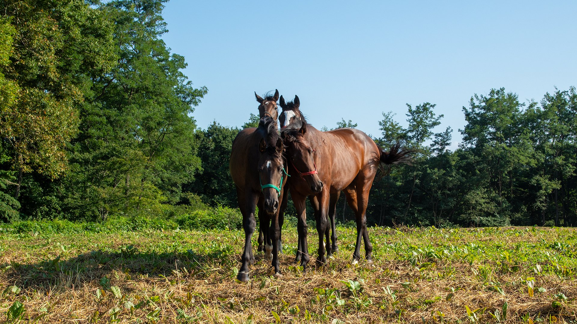 牧場ウマウマ 三嶋牧場｜POG注目馬カラーパドック｜競馬情報ならJRA-VAN