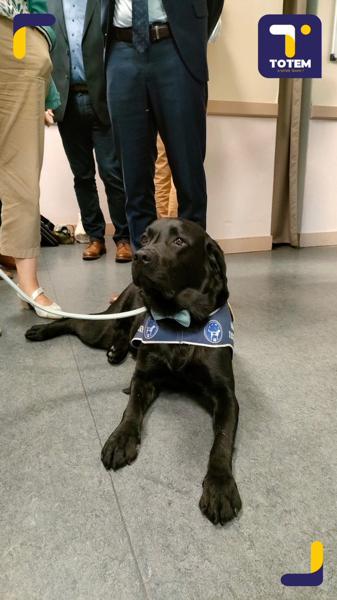TOTEM - A votre tempo ! (@totem_radio) on Twitter photo Voici Ugli, le chien d'assistance aux victimes. Il les accompagnera dans leurs démarches judiciaires en Aveyron.
Reportage à suivre sur Totem ! Voici Ugli, le chien d'assistance aux victimes. Il les accompagnera dans leurs démarches judiciaires en Aveyron.
Reportage à suivre sur Totem !