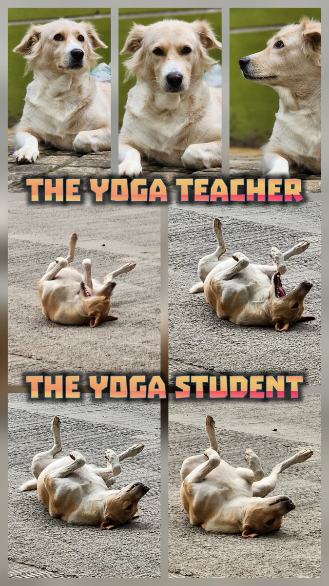 thefinalmiracle's tweet image. #yoga #yogalife #yogafit #yogabody #yogateacher #yogainstructor #yogaphotography #yogainspiration #yogapractice #yogalove #dog #dogsofinstagram #dogs #doglovers #doglife #doglove #dogphotography