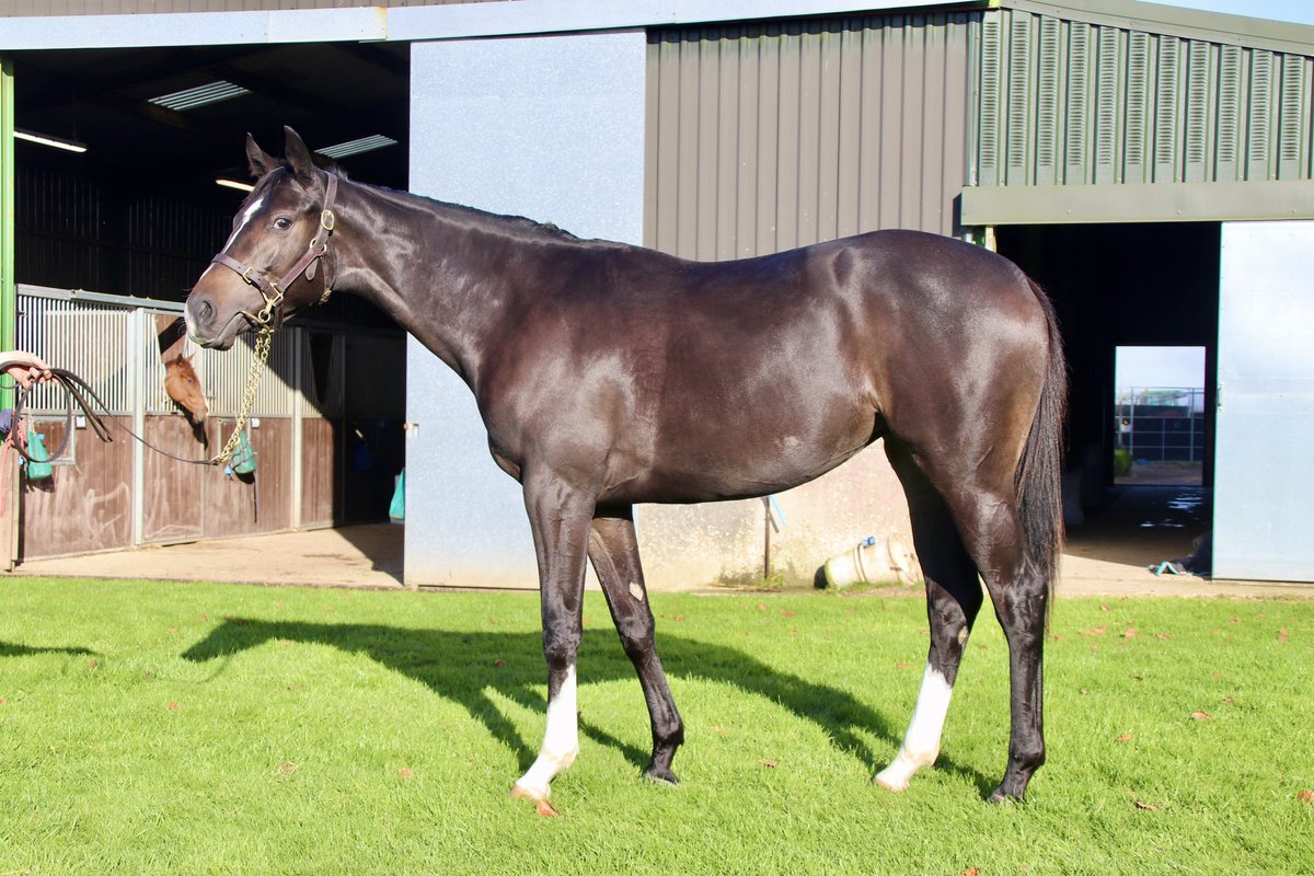 Calendar Girl wins the valuable <a href="/weatherbyssci/">Weatherbys Scientific</a> 2yo Stakes under <a href="/OsborneSaffie/">saffie osborne</a> Sourced by <a href="/KernLillingston/">Lillingston_Bloodstock</a> from <a href="/Tattersalls1766/">Tattersalls</a> Book 2
Broken-in and pre-trained here at Hill Barn. Congratulations to  <a href="/OwenBurrowsRace/">OwenBurrowsRacing</a> and <a href="/KennetValleySyn/">Kennet Valley Syndicates</a> 
A smashing filly with a bright future 🤩