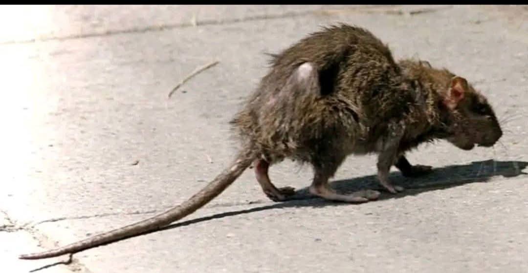 GFerrer_Liberal's tweet image. #BuenosDias 👀👇🏼

La rata que ves, vivía escondida en una panadería, es de no creer, pero cada noche robaba migajas, sobras, lo que caía al suelo. Nunca pasaba hambre, pero tampoco brillaba. 

Un día vio cómo el panadero daba un pan completo a un perro callejero. Esa noche,…