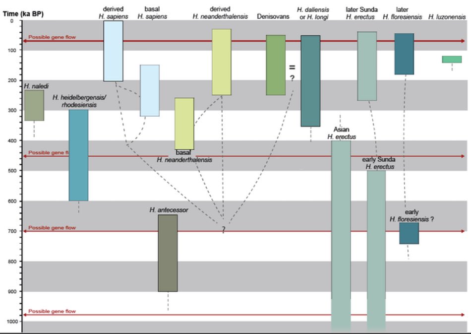 ChrisStringer65's tweet image. #FossilFriday The last version of this chart. I can probably merge Denisovans into Homo longi now and will make some other adjustments soon..