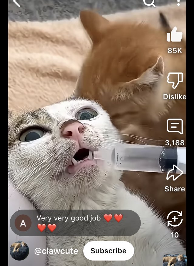 mjjyoNAKANO's tweet image. Cat rescued successfully.Please like share &amp;amp; subscribe 

🫣🥹😭🤩😍

#viralshorts #tre... youtube.com/shorts/w8F8xhr… via @YouTube