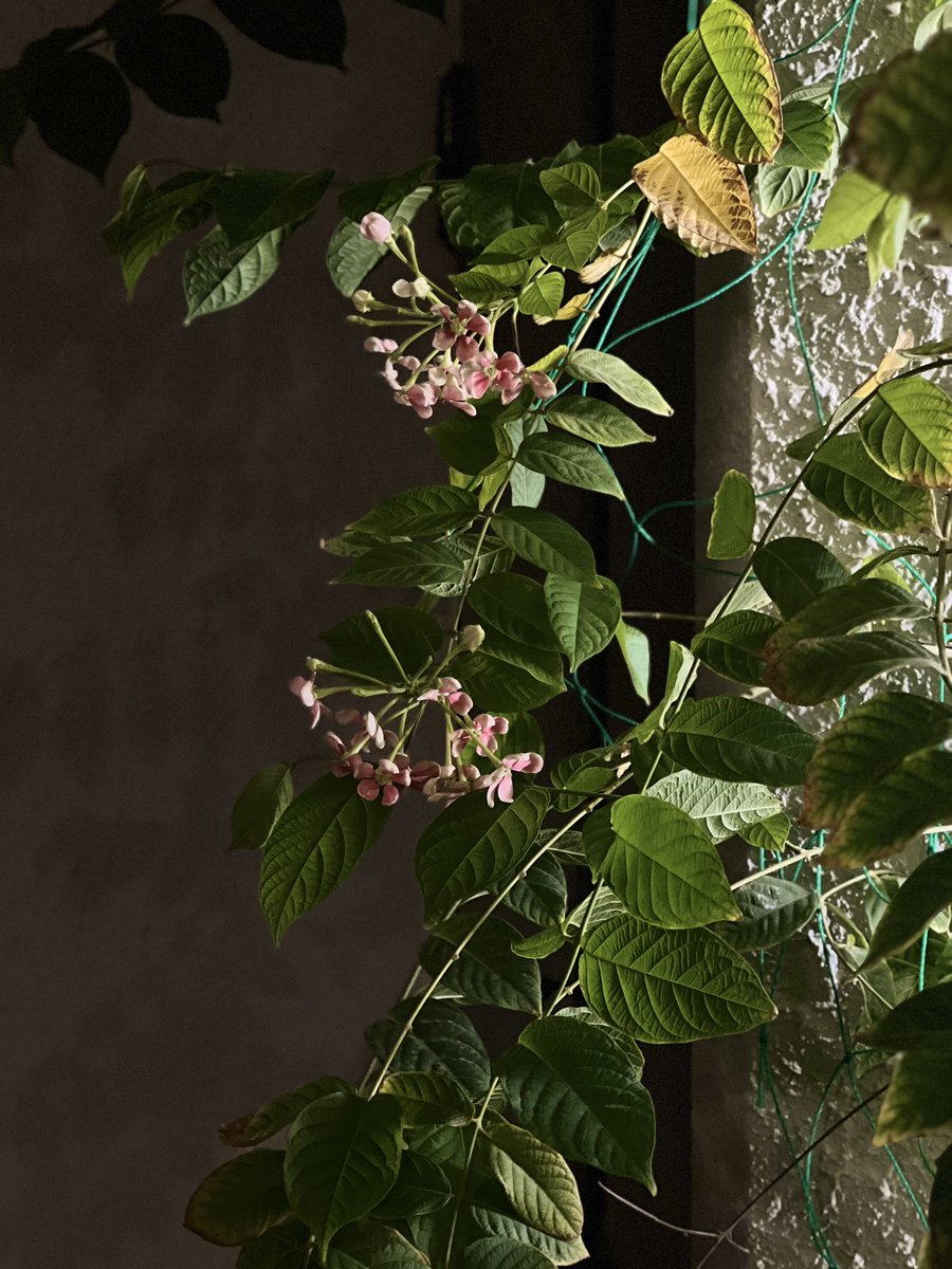 "لا تصرخ بأنك موجود؛ من يريدك سيراك حتى في الظلام"*