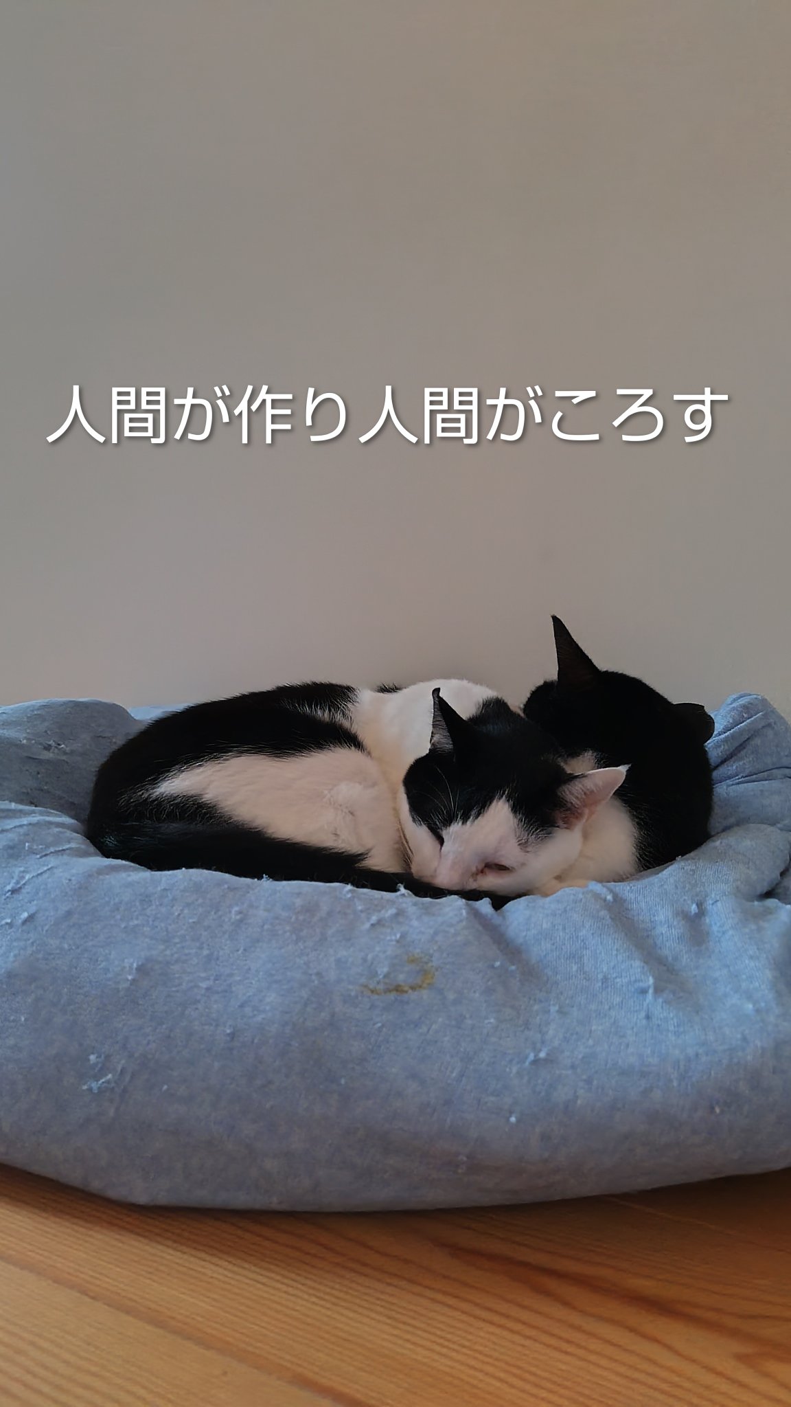 ねこといぬ Amazon | neDOGko(ねどっこ) ベッド 3Dベッド シニアタイプ 高