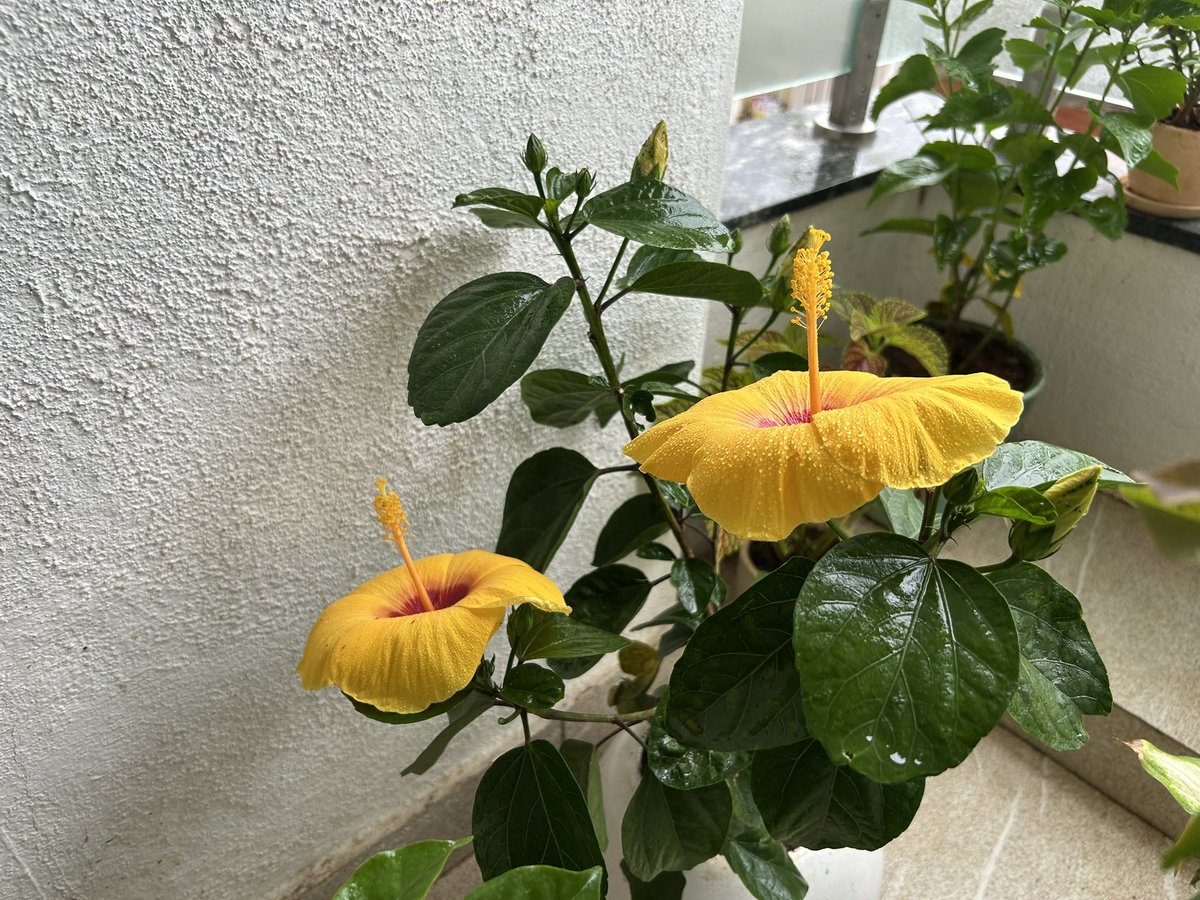 Omfg, nothing makes me happier than my yellow hibiscus flowering rn 😭🌼