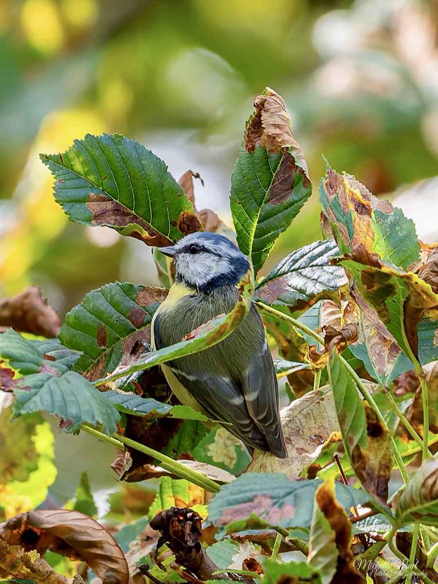 Happy Friday! Some of the leaves are starting to turn, showing us those warm colours that are on the way! Add a cute Blue Tit and you get a nice autumnal photo! 💛